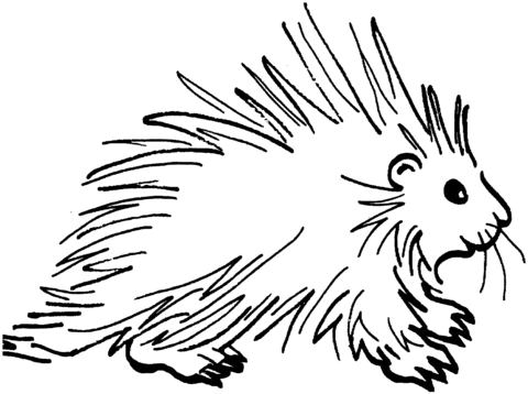 Porcupine 3 Coloring Page